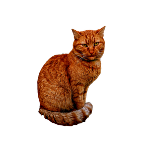 A Ginger Cat With Striking Green Eyes Sits Calmly Against A Textured Wall. 20024 - Cat PNG image with transparent background